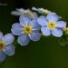Forget-me-nots 240607